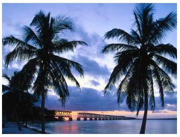 Picture of Florida Palms and Water